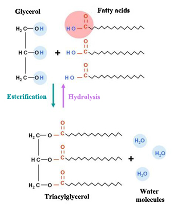 Triglyceride formation