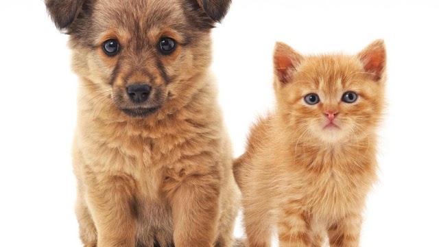 Quer adotar um um cachorrinho ou gatinho?