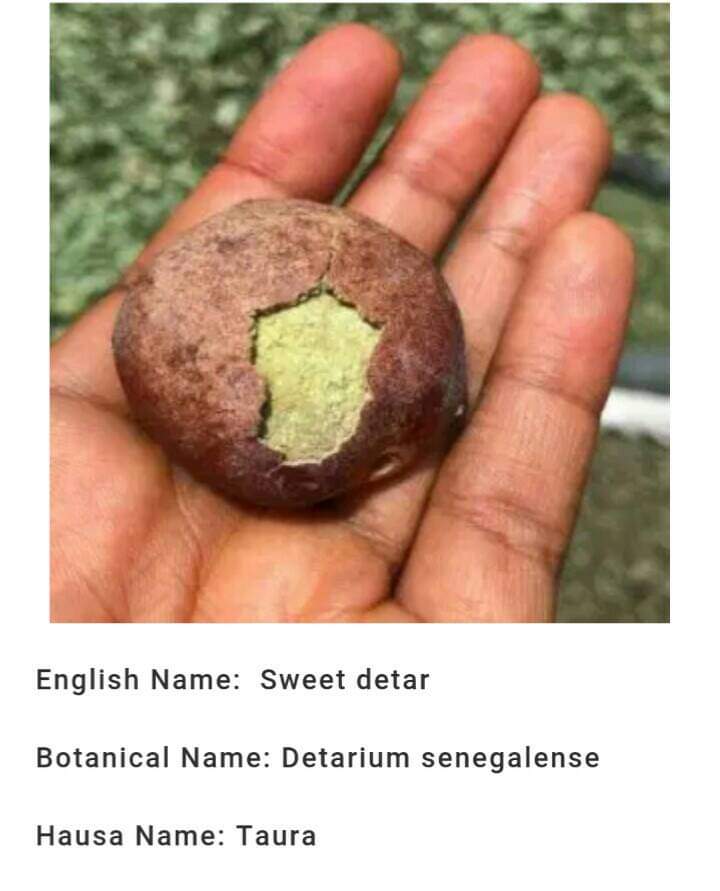 (Hausa: Taura) - (English: Sweet Deter) - (Botanical: Detarium Senegalense)