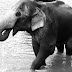 Black and white image of giant elephant in the water