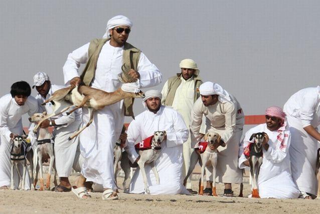  Foto Balap anjing  Saluki trend hobi baru Generasi Muda Arab 