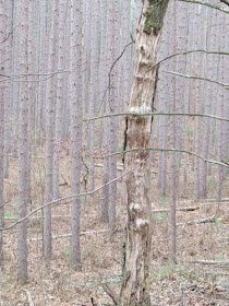 red pine plantation with dead tree