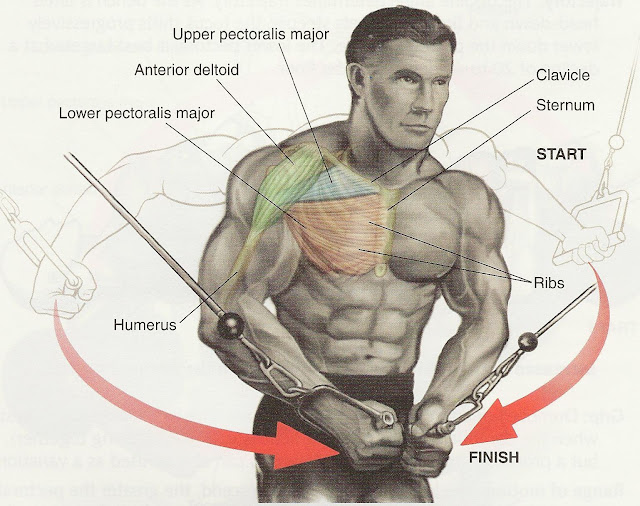 Pectoral Exercises