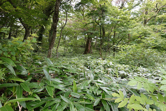 鳥取県道158号大山口停車場大山線　鳥取県西伯郡大山町大山