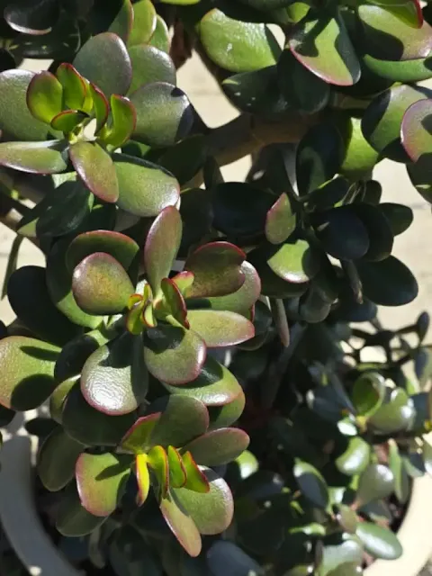 Propagating a Jade Plant from Cuttings