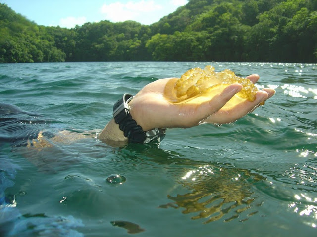 El Lago de las Medusas en Palau