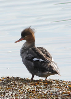 red breasted merganser