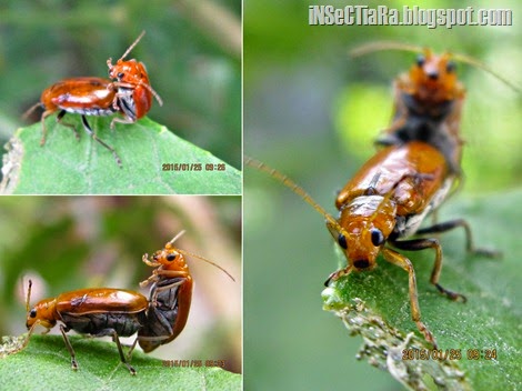 Kumbang daun Red Pumpkin Beetle (Aulacophora foveicollis) sedang kawin di salah satu daun labu siam yang ada di halaman belakang rumah di Jonggol, Bogor, Jawa Barat. Selain daun labu siam, hama kumbang ini juga memakan daun dari tanaman seperti mentimun, semangka dan melon.