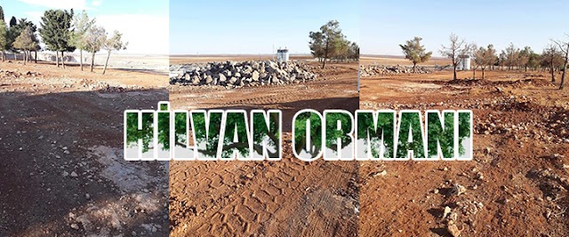 YEŞİL URFA DİYE TUTTURMUŞSUNUZ; YA KESİLECEK ORMAN!