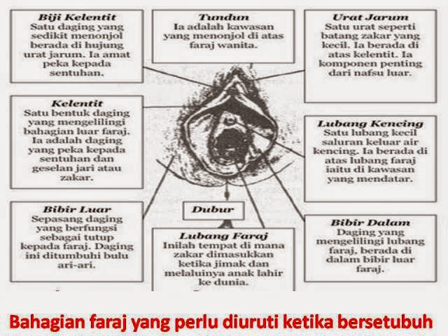 9 Bahagian Faraj Yang Perlu Diuruti Zakar Ketika Bersetubuh