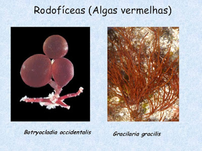 Protoctista 2: Algas