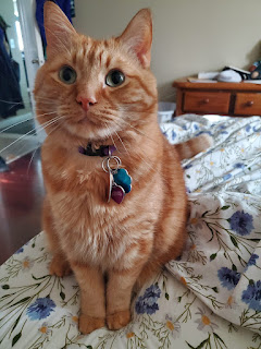 An orange tabby cat sitting on a bed with floral print sheets