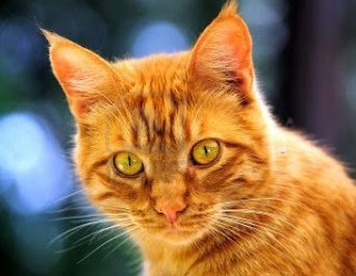 Orange cats as favorite cat compare with others