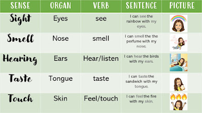 Senses, organs and verbs