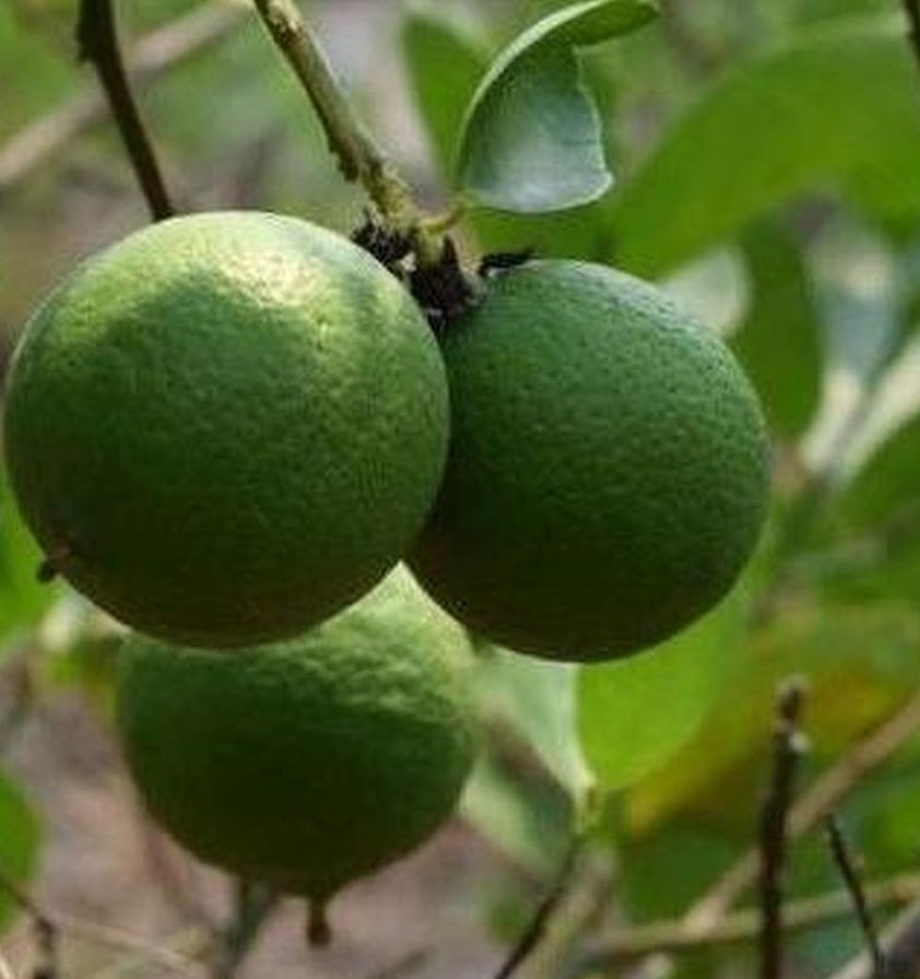 bibit jeruk nipis cepat berbuah tanaman buah super okulasi siap batang Kalimantan Selatan