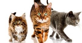 "DUNIA KUCING": Ubat-Ubatan & Supplement yang Kucing kami 