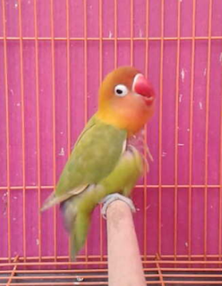 Tips perawatan lovebird mabung yang benar agar cepet tuntas