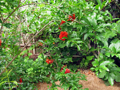 Punica granatum pomegranate might be'Wonderful' has 18 flowers 