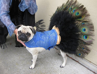 pugs in costumes 33 35 Sad