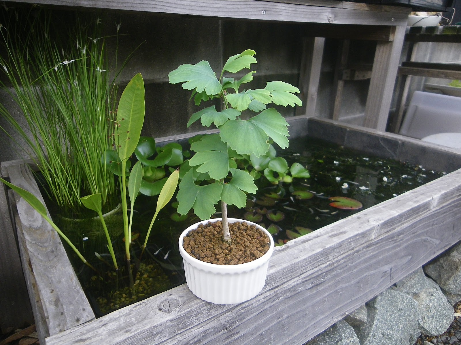 イチョウ 銀杏 のミニ盆栽の作り方 植え替え編 メダカの大工