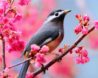 Beautiful Bird On Branch Free Beautiful Wallpaper Download For Free