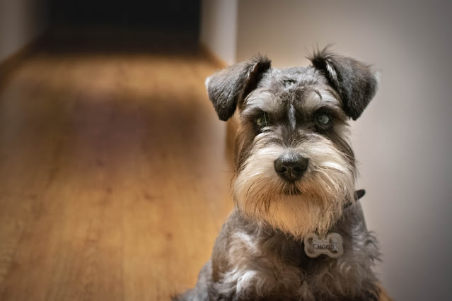 A Standard Schnauzer dog with cropped ears and a black and silver coat standing on a green grassy field.