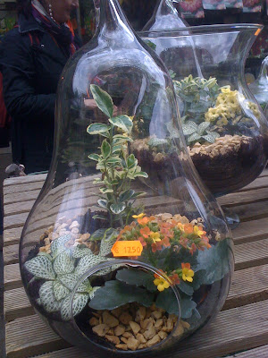 Amsterdam Flower Market, flowers, plants, succulents, cacti, garden, gardening, terrarium