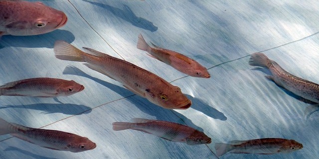 Pond of Farmed Tilapia fish