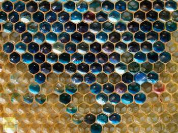  Lebah  di Prancis Ini Hasilkan Madu Warna  Biru dan Hijau 
