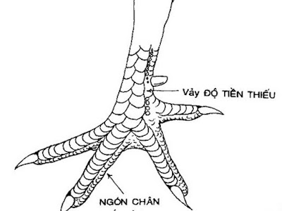 vảy độ tiền thiếu