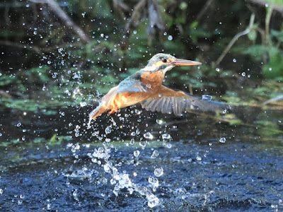 カワセミの水面飛出し3-2/2黒目川Canon EOS R7にて撮影