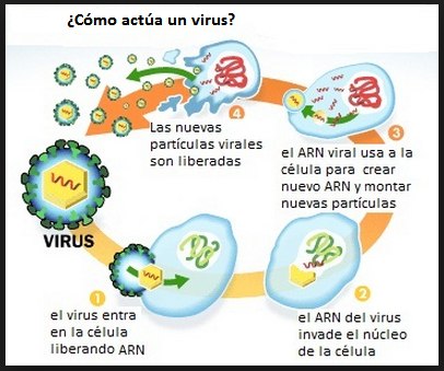 Resultado de imagen de virus y bacterias q provocan enfermedades