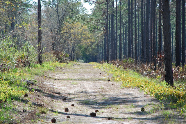 Branan Field Mitigation Park
