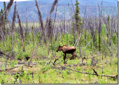 Moose near Chicken, Ak.