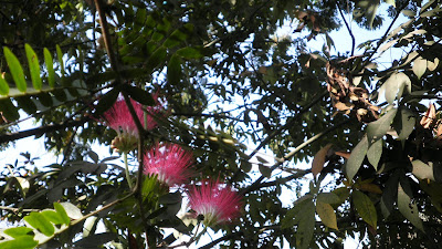 rain tree flowers