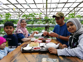 Tempat Menarik Cameron Highland Strawberry Farm Kampung Melayu