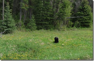 Bear at Kootenay National Park 