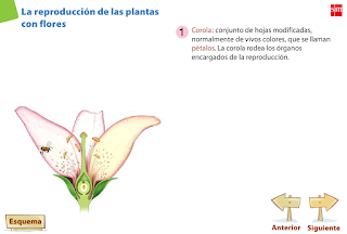 reproduccion das plantas