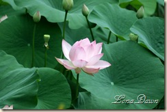 LF_Pink_Waterlily