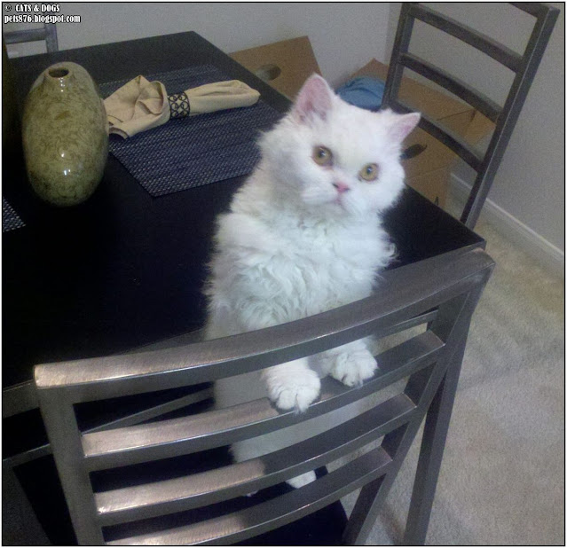 selkirk rex cat