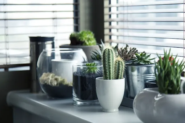 Large indoor plant