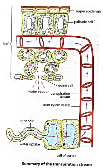 transpiration stream