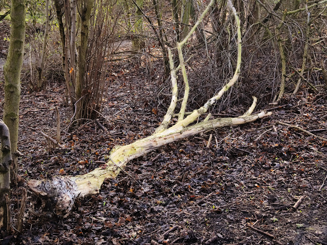 Small dead tree on ground bleached white.