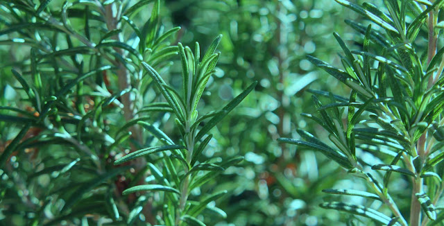 Rosemary - Medicinal Plants Of Nepal