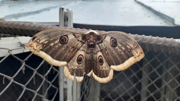 A Rare and Wondrous Sight: My Encounter with a Giant Moth, the Largest European Moth