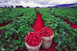 Wisata Petik Strawberry di Ciwidey