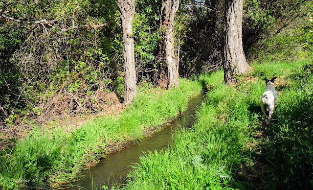 Acequia Alcázar, Jérez del Marquesado