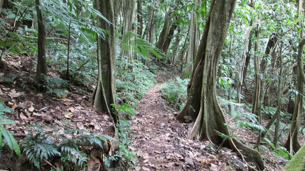 Sentier dans la forêt de mape Opunohu