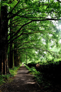 神奈川県立相模原公園　メタセコイア並木