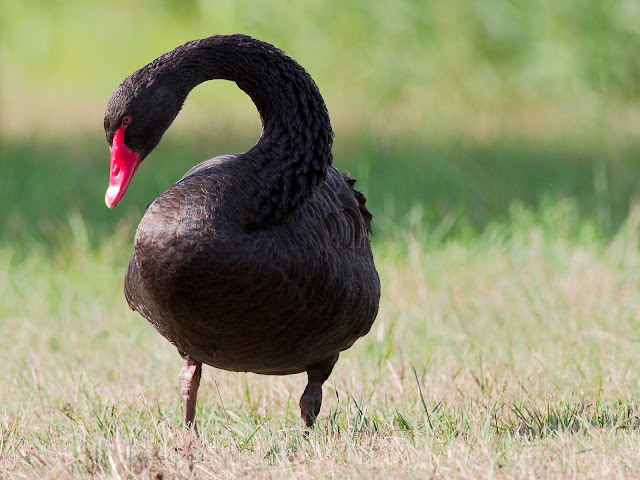 Der Schwarzschwan wirkt sehr elegant